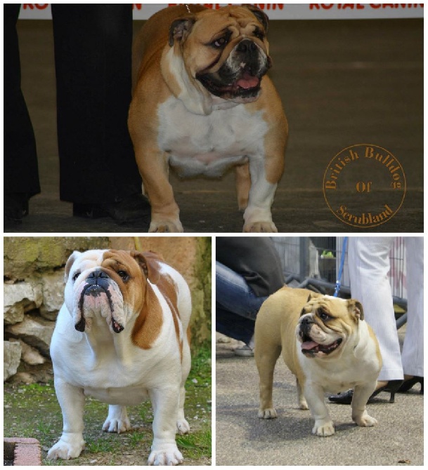 British Bulldog Of Scrubland - Dans la cours des grands