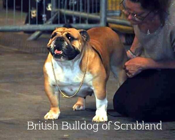 British Bulldog Of Scrubland - le 08/05/2015 - CACIB Marseille (13)