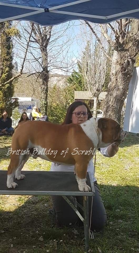 British Bulldog Of Scrubland - RE MONTOULIEU (34) 24/03/2019