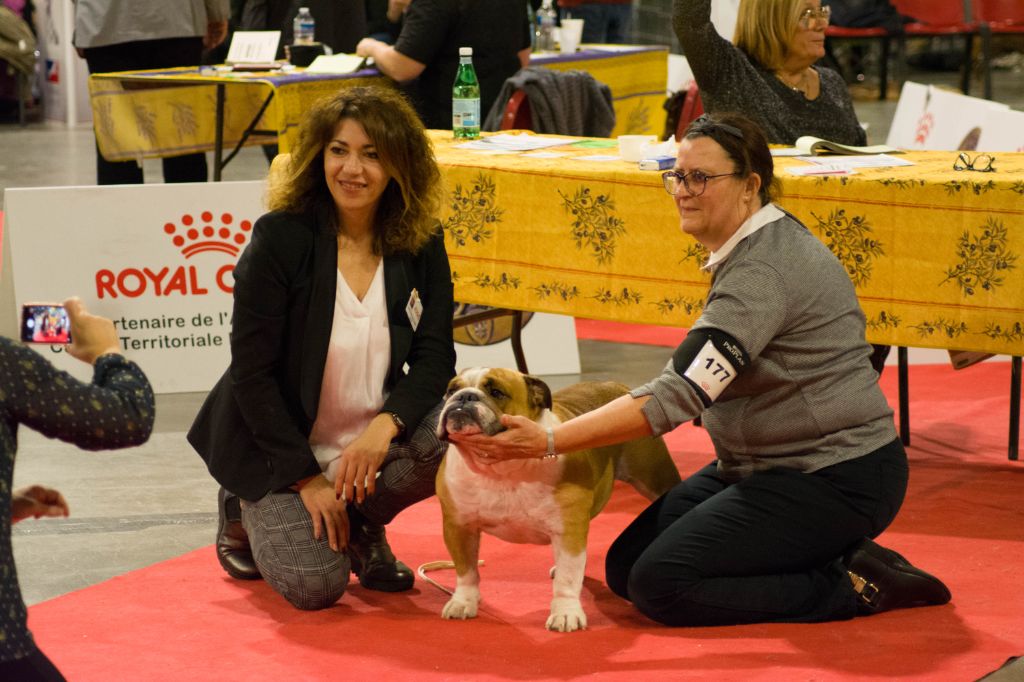 British Bulldog Of Scrubland - 22/11/2019 CACS Martigues Juge Mme VIGO NAVAJON (E)